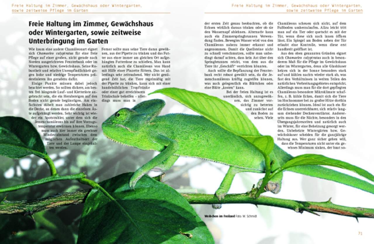 Chamaeleo calyptratus: Chamaeleo calyptratus: Das Jemenchamäleon
